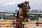 Equestrian Show Jumping