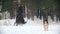 Equestrian sport - beautiful longhaired woman riding a black horse through the deep drifts in the snowy forest