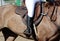 Equestrian sport in details. Sport horse and rider on gallop