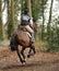 Equestrian sport,galloping horse