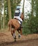 Equestrian sport,galloping horse