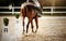 Equestrian sport. Hooves with horseshoes of a running horse. The legs of a dressage horse galloping, rear view. The leg of the