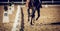 Equestrian sport. Hooves with horseshoes of a running horse. The legs of a dressage horse galloping, rear view. The leg of the