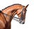 Equestrian sport portrait - dressage head of sorrel horse