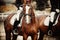 Equestrian sport.Portrait of a sorrel horse with a white groove on his muzzle.Two sports horses sorrel suit