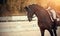 Equestrian sport. Portrait sports brown stallion in the bridle. The leg of the rider in the stirrup, riding on a red horse