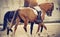 Equestrian sport. Portrait sports brown stallion in the double bridle. The leg of the rider in the stirrup, riding on a red horse