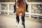 Equestrian sport. Portrait sports stallion in the double bridle. Horseback riding