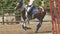 Equestrian sport - rider fell from a brown horse