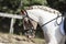 Equestrian sports background. Horse close up during dressage competition with unknown rider