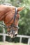 Equestrian sports background. Horse close up during dressage competition with unknown rider