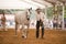 Equestrian test functionality with 3 pure Spanish horses