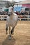 Equestrian test of morphology to pure Spanish horses