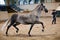 Equestrian test of morphology to pure Spanish horses