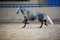 Equestrian test of morphology to pure Spanish horses