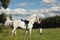 Equestrian woman in riding clothes galloping white purebred