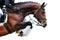 Equestrianism: Bay horse in jumping show, isolated