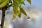 An equilibrist spider on a cherry tree leaf