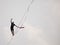 Equilibrist walking on the rope above the Vistula river during Vistula Fest