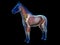 The equine anatomy