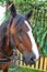 Equine,animal,horse,portrait,head,equestrian,face,wild,mane,healthy,background,closeup,mare,field,blue,outdoor,brown,nature,motion