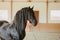 Equine. Horse photo. Beautiful Horse on the meadow