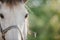 Equine. Horse photo. Beautiful Horse on the meadow