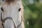 Equine. Horse photo. Beautiful Horse on the meadow