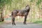 Equine. Horse photo. Beautiful Horse on the meadow