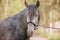 Equine. Horse photo. Beautiful Horse on the meadow