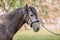 Equine. Horse photo. Beautiful Horse on the meadow