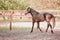 Equine. Horse photo. Beautiful Horse on the meadow