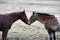 Equine Love