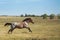 Equine Spirit horse