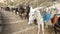 Equipped donkeys standing in line along road, riding animals tourist attraction