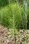 Equisetum