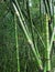 Equisetum