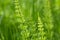 Equisetum arvense,  field horsetail closeup selective focus