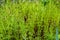 Equisetum arvense, field horsetail or common horsetail group of plants in the forest during the collection for drying and cooking