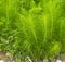 Equisetum arvense. Horsetail. Equisetum. Snake grass. Puzzlegras
