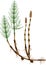 Equisetum arvense horsetail sporophyte with fertile and sterile stems, tuber and rhizome