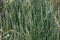 Equisetum Bamboo Grass