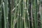 Equisetum debile (Horsetail) cylindrical, hollow and stem