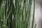 Equisetum debile (Horsetail) cylindrical, hollow and stem