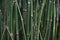 Equisetum debile (Horsetail) cylindrical, hollow and stem