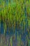 Equisetum fluviatile in a swamp. Green plant background