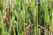 Equisetum fluviatile,  water horsetail in swamp, closeup selective focus