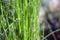 Equisetum: Horsetail