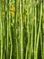 Equisetum Hyemale, also known as Rough Horsetail