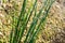 Equisetum hyemale, commonly known as rough horsetail, scouring rush